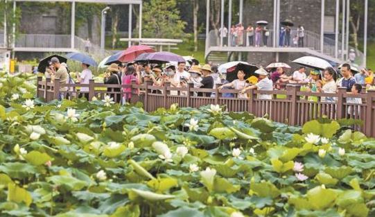 深圳洪湖公园荷风飘香